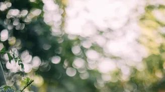 Out of focus photo of tree tops.