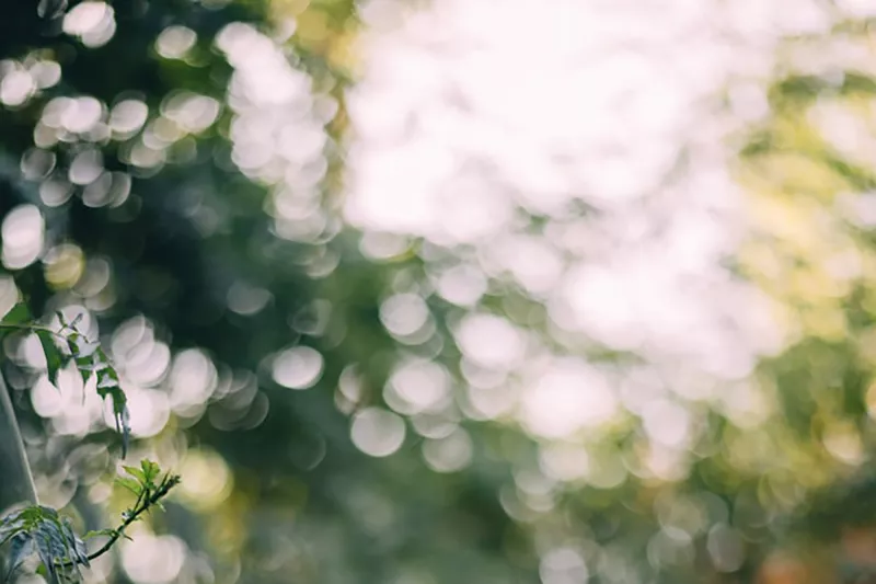 Out of focus photo of tree tops.